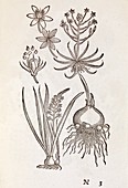 Ornithogalum plant,16th century