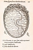 Uterus and embryo,16th century