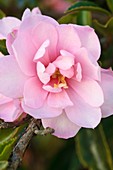 Camellia sasanqua 'Pink pearl'