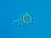 Proteus amoeba,light micrograph