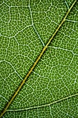 American oak leaf,light micrograph