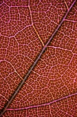 American oak leaf,light micrograph