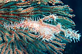 Ornate ghost pipefish