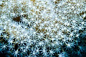 Leather coral polyps