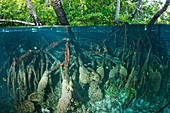 Mangrove swamp