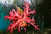 Corals in a mangrove swamp