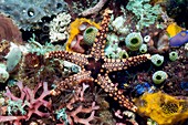 Starfish and sea squirts on a reef