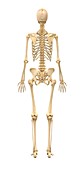 Female skeleton,artwork