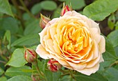 Rose (Rosa 'Grace' Auskeppy)