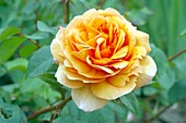 Rose (Rosa 'Louise Clements')