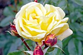 Rose (Rosa 'Southampton')