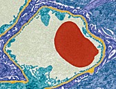 Glomerular capillary,TEM