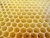 Honeycomb wax cells