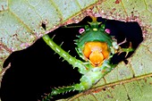 Thorny devil bush cricket