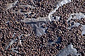 Coffee beans drying in sun,Cuba