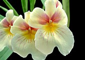 Orchid (Miltoniopsis Emotion)