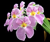 Orchid (Miltoniopsis vexillaria)