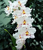 Orchid (Odontioda Aviewood)