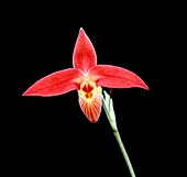 Orchid (Paphiopedilum besseae)
