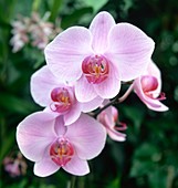 Phalaenopsis arramanches x orglades