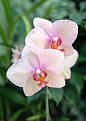 Orchid (Phalaenopsis Miva Buddha)