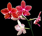 Orchid (Phalaenopsis Brother Stripe)