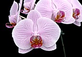 Orchid (Phalaenopsis 'Follett')