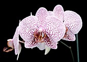Orchid (Phalaenopsis Matmiva 'Monet')