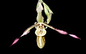Orchid (Phragmipedium 'La Moye')