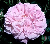 Rose (Rosa Mary Rose 'Ausmary')
