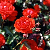 Rose (Rosa Trumpeter 'Mactrum')