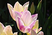 Tulip (Tulipa 'Elegant Lady')