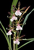 Orchid (Zygopetalum crintum)