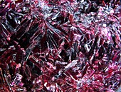 Erythrite crystals,macrophotograph