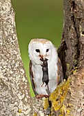 Barn owl in a tree with prey