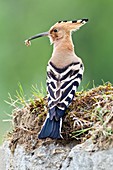 Hoopoe with an insect in its beak