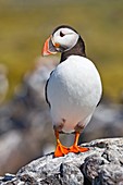 Atlantic puffin on a rock