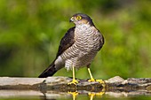 Sparrowhawk by a pool
