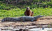 Yacare caiman and capybara