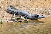 Yacare caiman on a riverbank