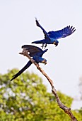 Hyacinth macaws in a tree