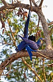 Hyacinth macaws in a tree