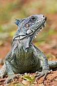 Green iguana on the ground