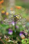 Male southern hawker dragonfly