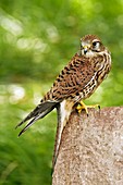 Common kestrel perched on a rock