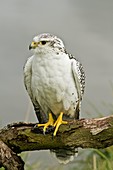 Gyr-saker falcon perched on a branch