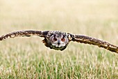 Eurasian eagle-owl in flight