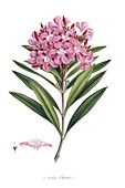 Nerium oleander,19th century