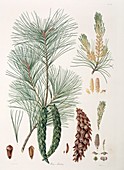 Pinus strobus,19th century