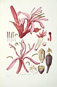 Gymea lily,19th century